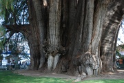 El Tule tree largest tree in the woeld
